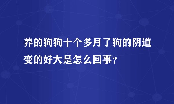 养的狗狗十个多月了狗的阴道变的好大是怎么回事？