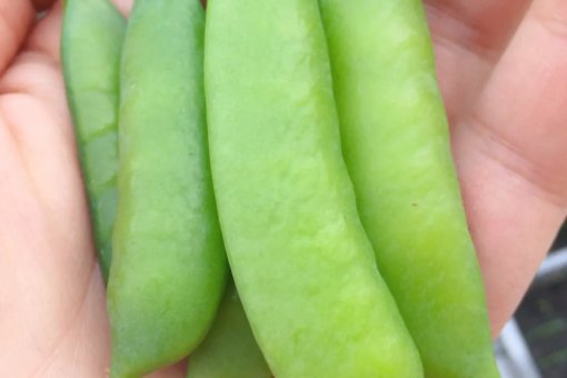 《一个豆荚里的五粒豆》五个问题的提法。