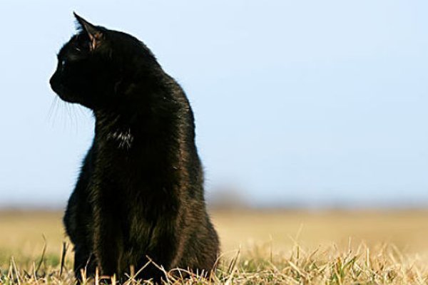 俄罗斯一黑猫以小搏大逼退棕熊,当时到底发生了什么?
