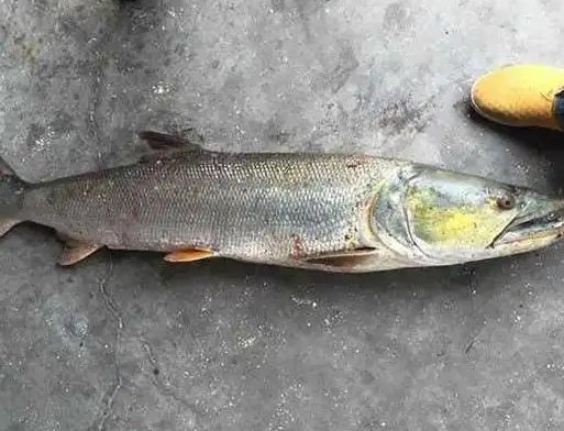 男子湘江边钓到68斤鳡鱼，钓到此种大鱼该怎样将它拉上来？