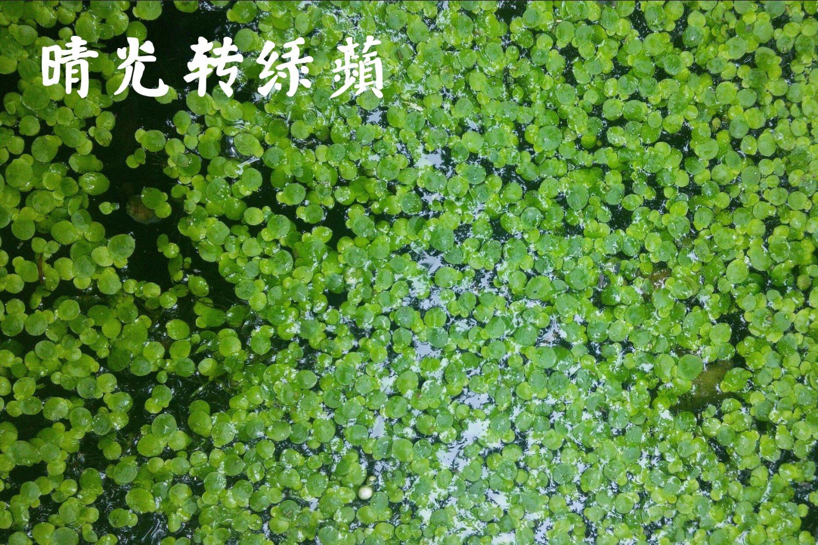 春季古人踏青的诗句