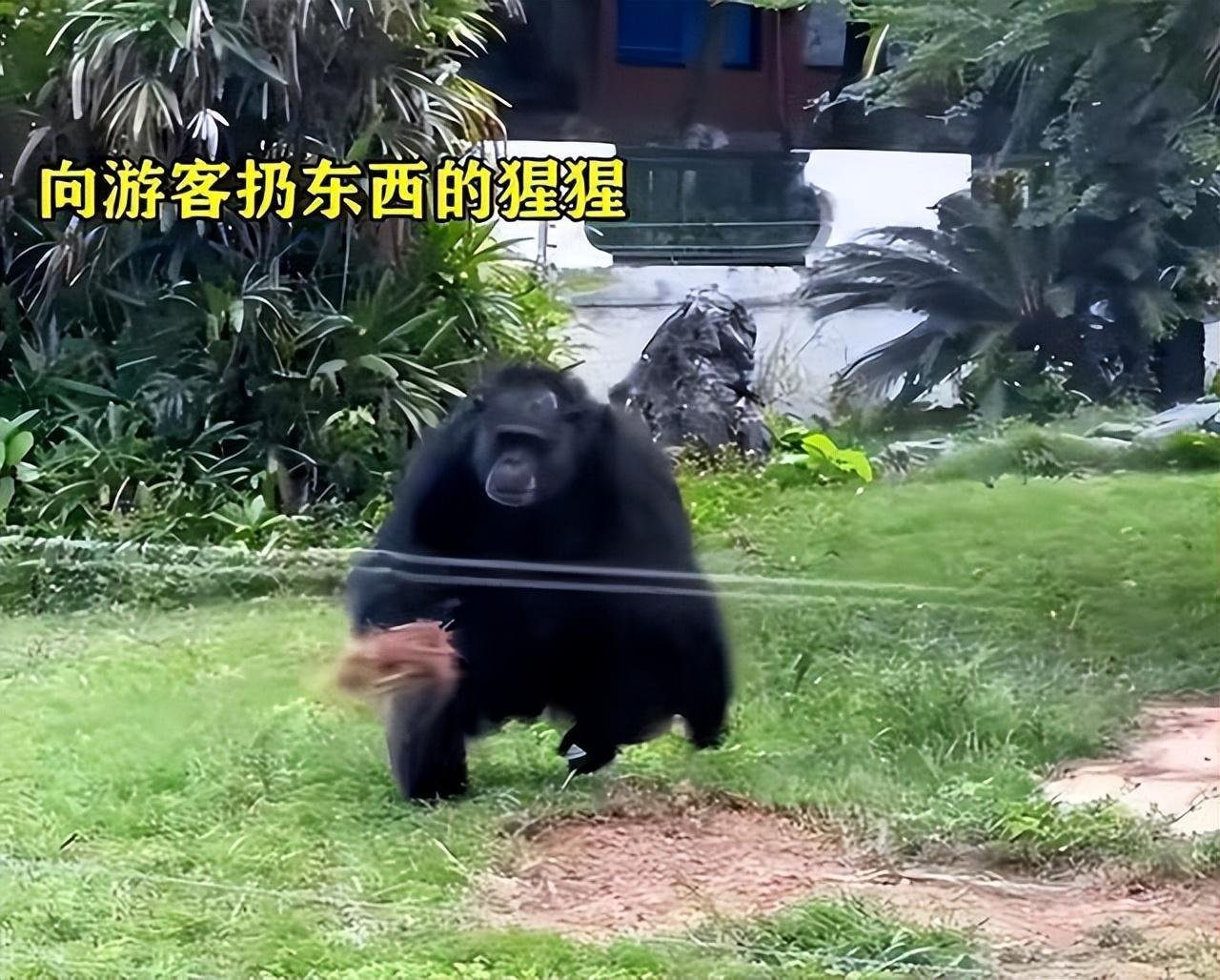 南宁动物园回应“不正经”动物，面对外界刺激应激行为园方是否需出手管制？