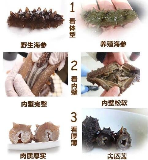 大连海参市场价是多少？如何辨别野生海参？干海参怎么泡发？