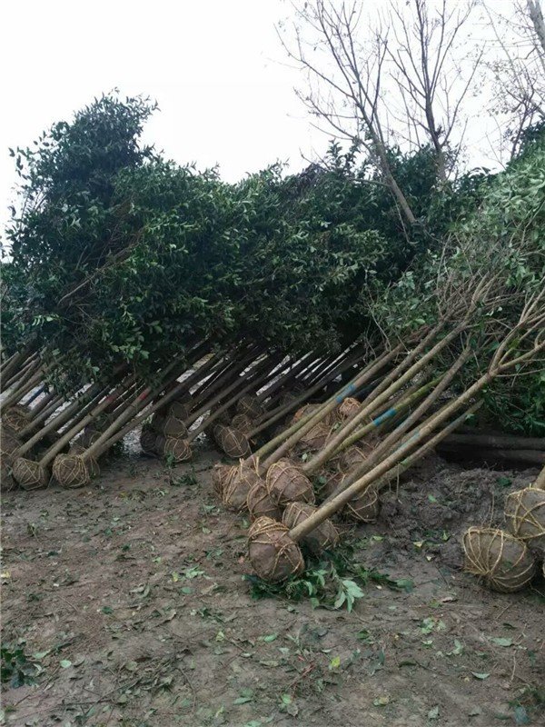 大叶女贞树