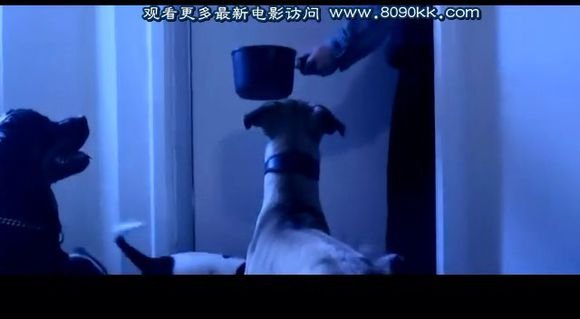 电影片段里有男主为了报复养了很多条狗,把女主绑在床上,往身上浇粪,放狗咬死，这是什么片？谢谢！