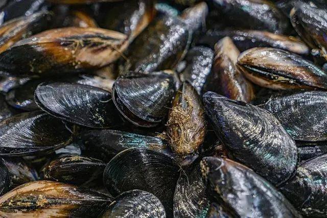 多地发布海虹织纹螺预警，这其中有什么原因？