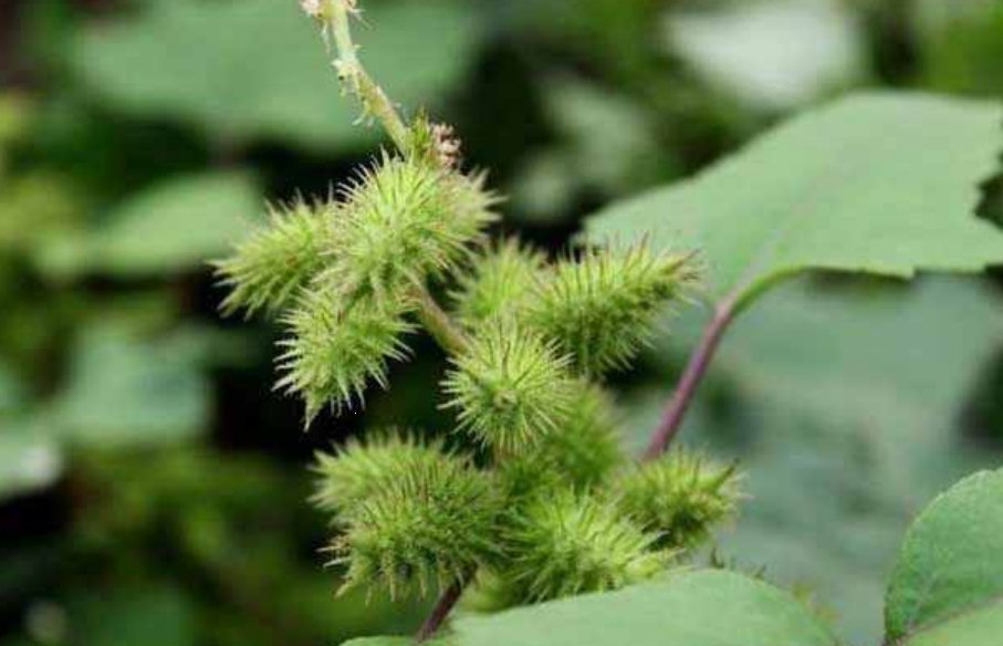 十种植物传播种子的方法二年级
