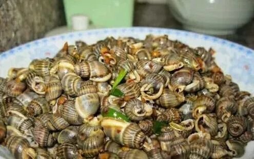 多地发布海虹织纹螺预警，这其中有什么原因？