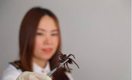 金陵海关截获巨人粉红脚蜘蛛后如何处理了？