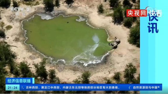 津巴布韦再现大象神秘死亡，这是人为还是意外？