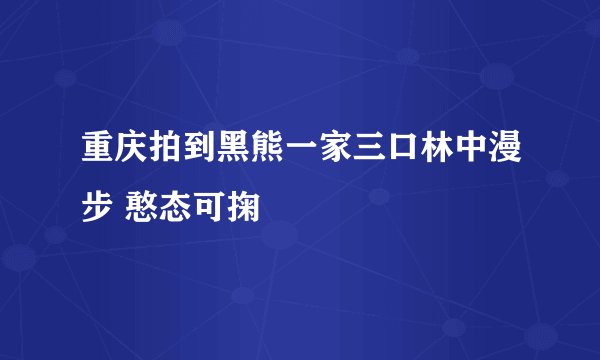 重庆拍到黑熊一家三口林中漫步 憨态可掬