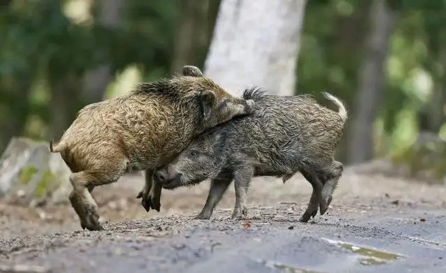 四川一群野猪上街闯医院,警方迅速出警围捕处置,野外遇到野猪该怎么办?