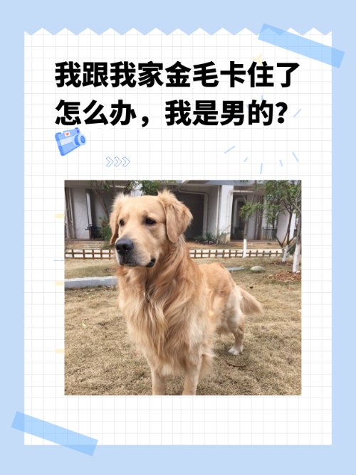 我跟我家金毛卡住了怎么办，我是男的？