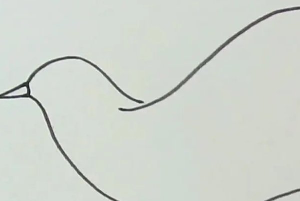 如何画鸽子