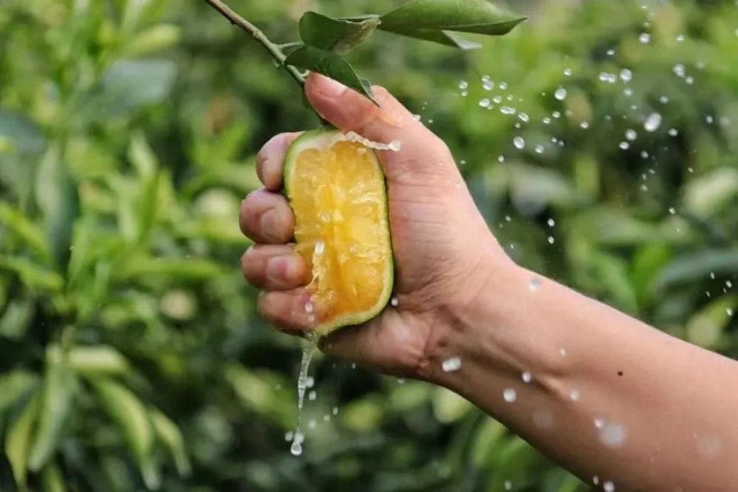 juicy英语什么意思?