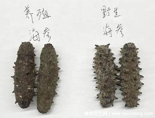 大连海参市场价是多少？如何辨别野生海参？干海参怎么泡发？