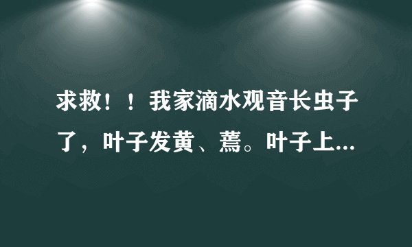 求救！！我家滴水观音长虫子了，叶子发黄、蔫。叶子上是类似蜘蛛网的东西，虫身体为红色，特小。