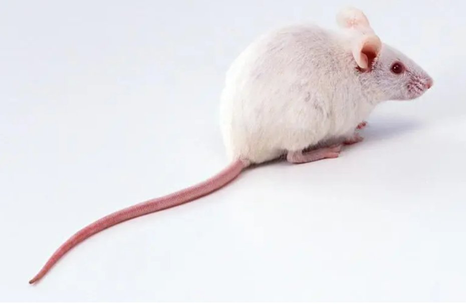 摇手顿足打一动物