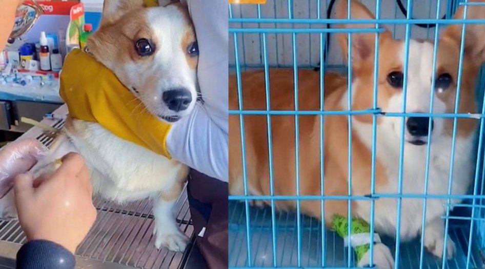 挑食狗尝完泡芙不吃狗粮饿脱水：狂吐被送医输液！狗狗的现状如何？