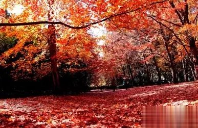 唐诗名句霜叶红于二月花指的是哪种树的红叶梧桐树枫香树