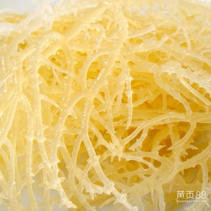 麒麟菜的麒麟菜的生态习性