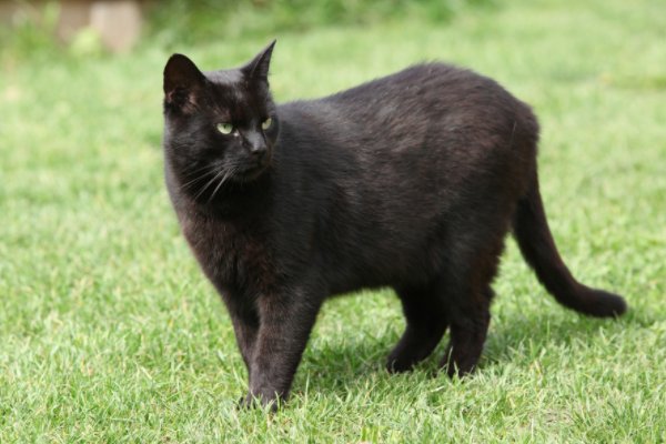 俄罗斯一黑猫以小搏大逼退棕熊,当时到底发生了什么?