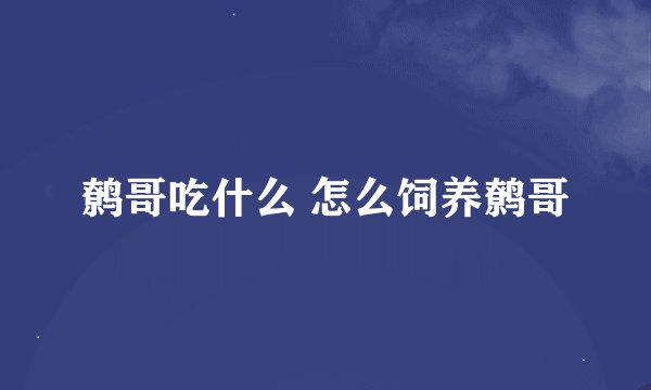 鹩哥吃什么 怎么饲养鹩哥