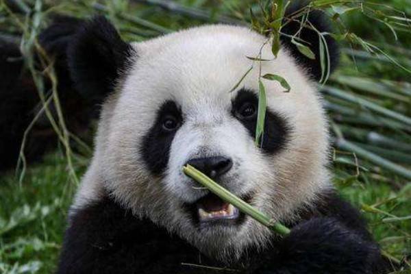 大熊猫是哺乳动物吗