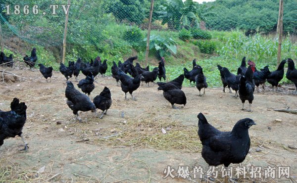 余干乌黑鸡的外貌特征