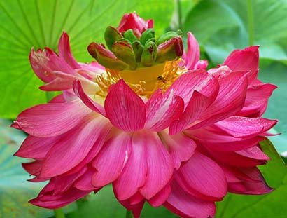 佛教中莲花的意义