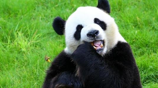 大熊猫的最早生存年代是什么时候，生活所在地是哪里？