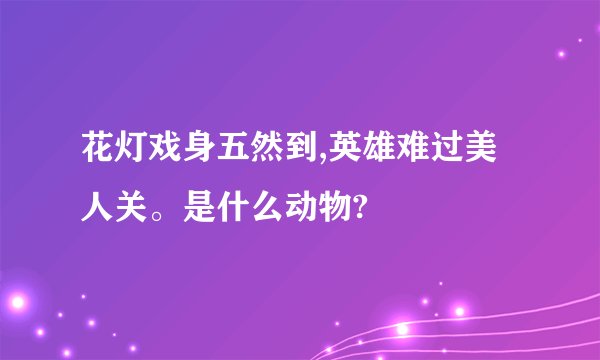 花灯戏身五然到,英雄难过美人关。是什么动物?