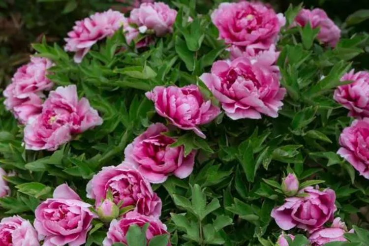 水龙吟牡丹王沂孙翻译
