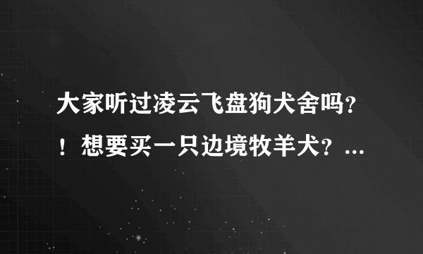 大家听过凌云飞盘狗犬舍吗？！想要买一只边境牧羊犬？！这个犬舍靠谱吗？！