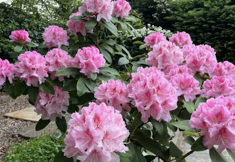 杜鹃花的诗
