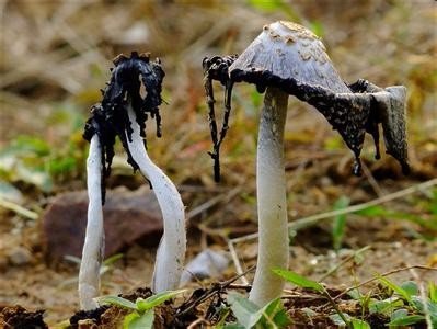 这是什么蘑菇?