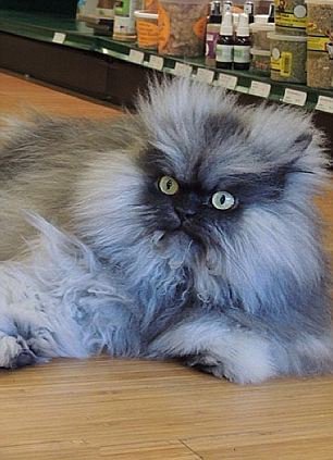 愤怒猫的介绍