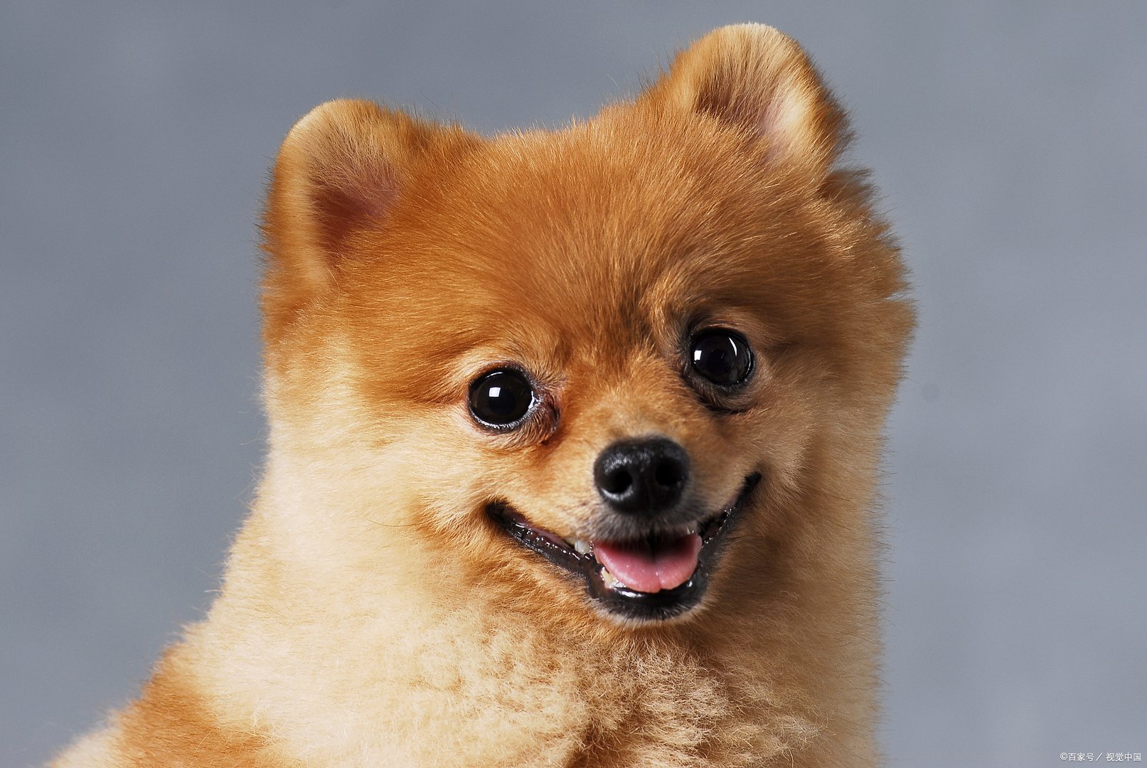 俊介是此前在网上很红的一只日本狗狗,萌犬俊介是什么品种?