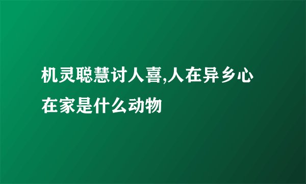 机灵聪慧讨人喜,人在异乡心在家是什么动物