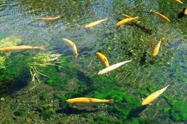 “水至清则无鱼”,但有哪些鱼类必须要生活在清水之中?