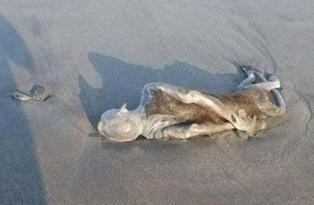 七个外星人真正照片 外星人是什么样子的照片