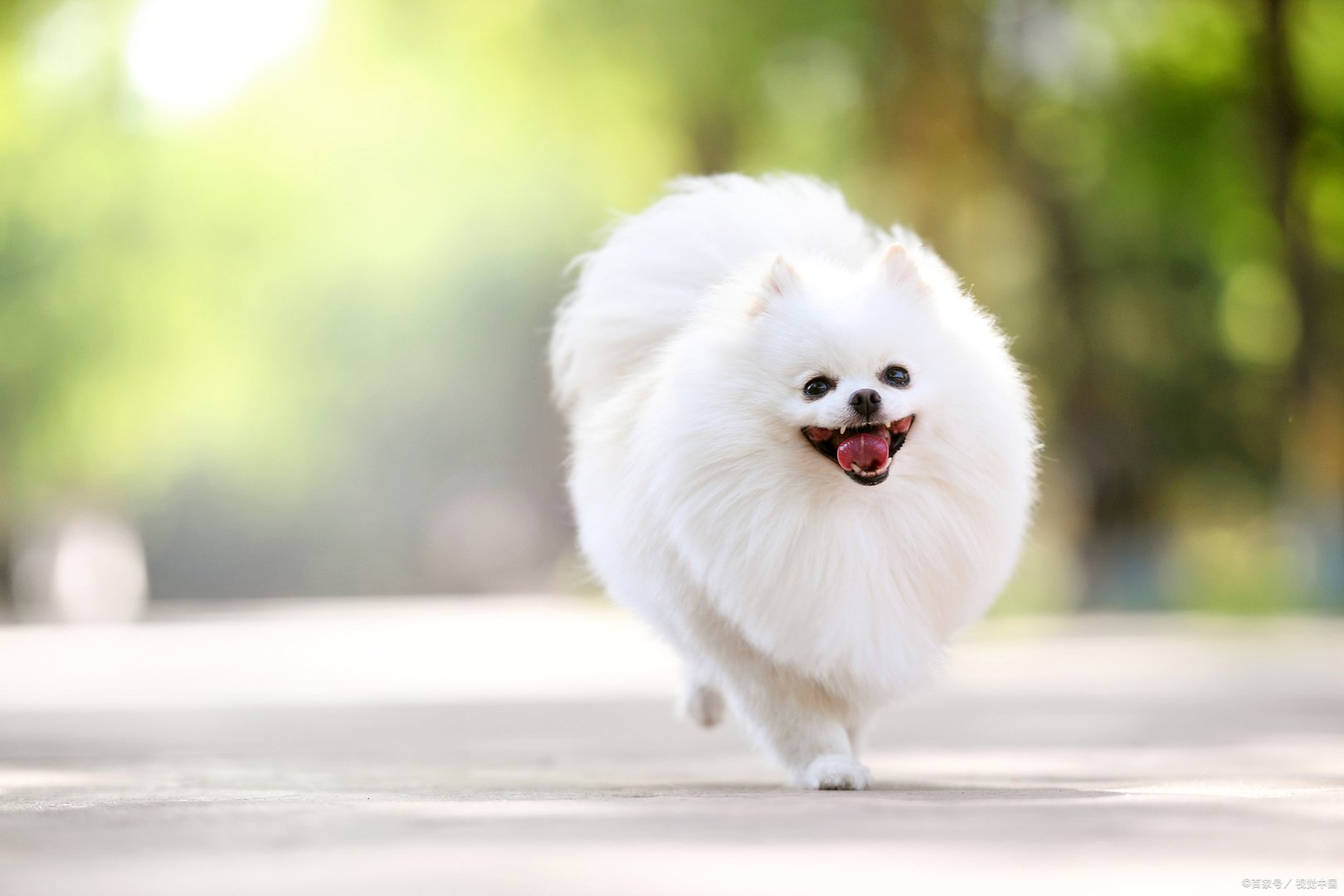 俊介是此前在网上很红的一只日本狗狗,萌犬俊介是什么品种?