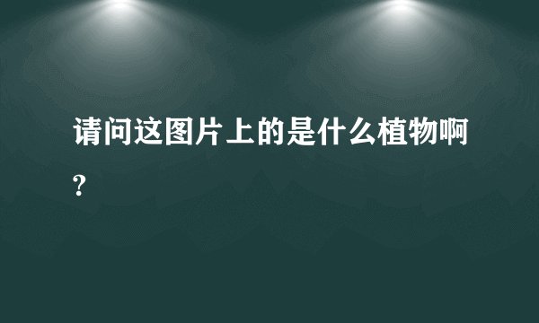 请问这图片上的是什么植物啊?