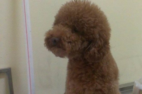 犬瘟热能治好吗