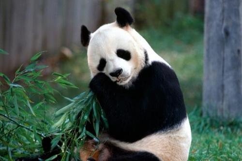 大熊猫看起来萌萌的,为什么说可能连狮子都打不过它?