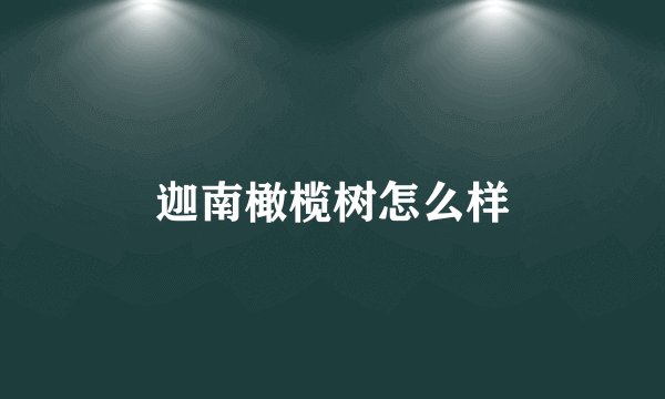 迦南橄榄树怎么样