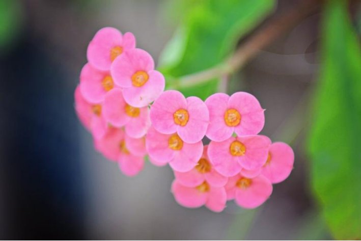 碎花的拼音