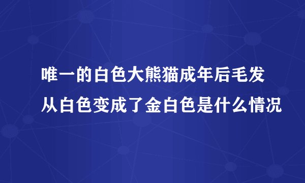 唯一的白色大熊猫成年后毛发从白色变成了金白色是什么情况