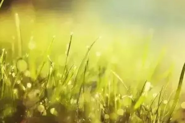 做人如草什么意思？
