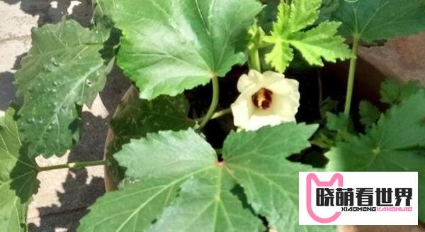 大旱会引发粮价、菜价上涨吗？